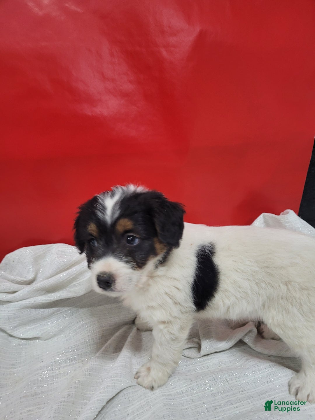 Mixed Breed dogs for sale: Mixed Breed Puppy 6kyler - Ad 3