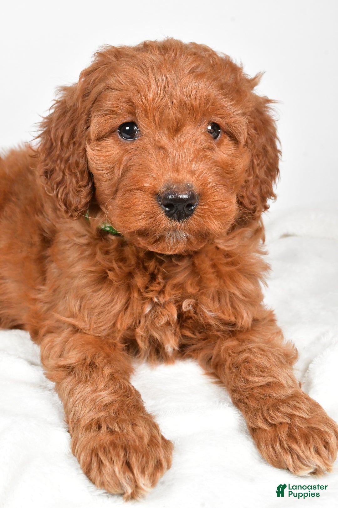 Goldendoodle dogs for sale: Page medium size - Ad 10