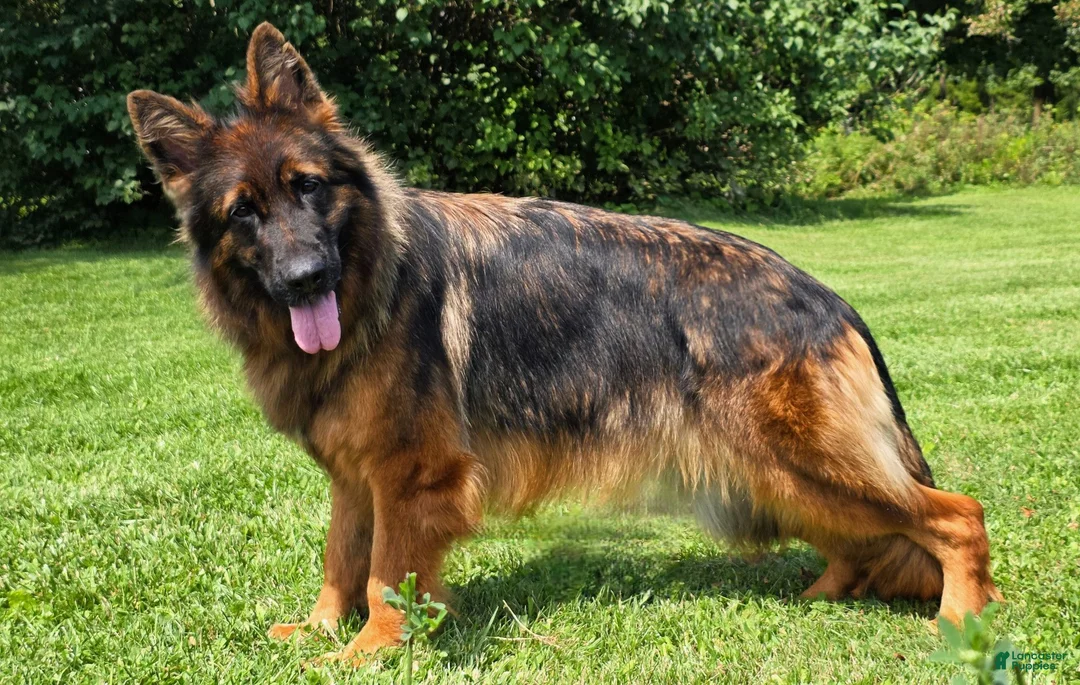 German Shepherd dogs for sale: German Shepherd 2 - Ad 2