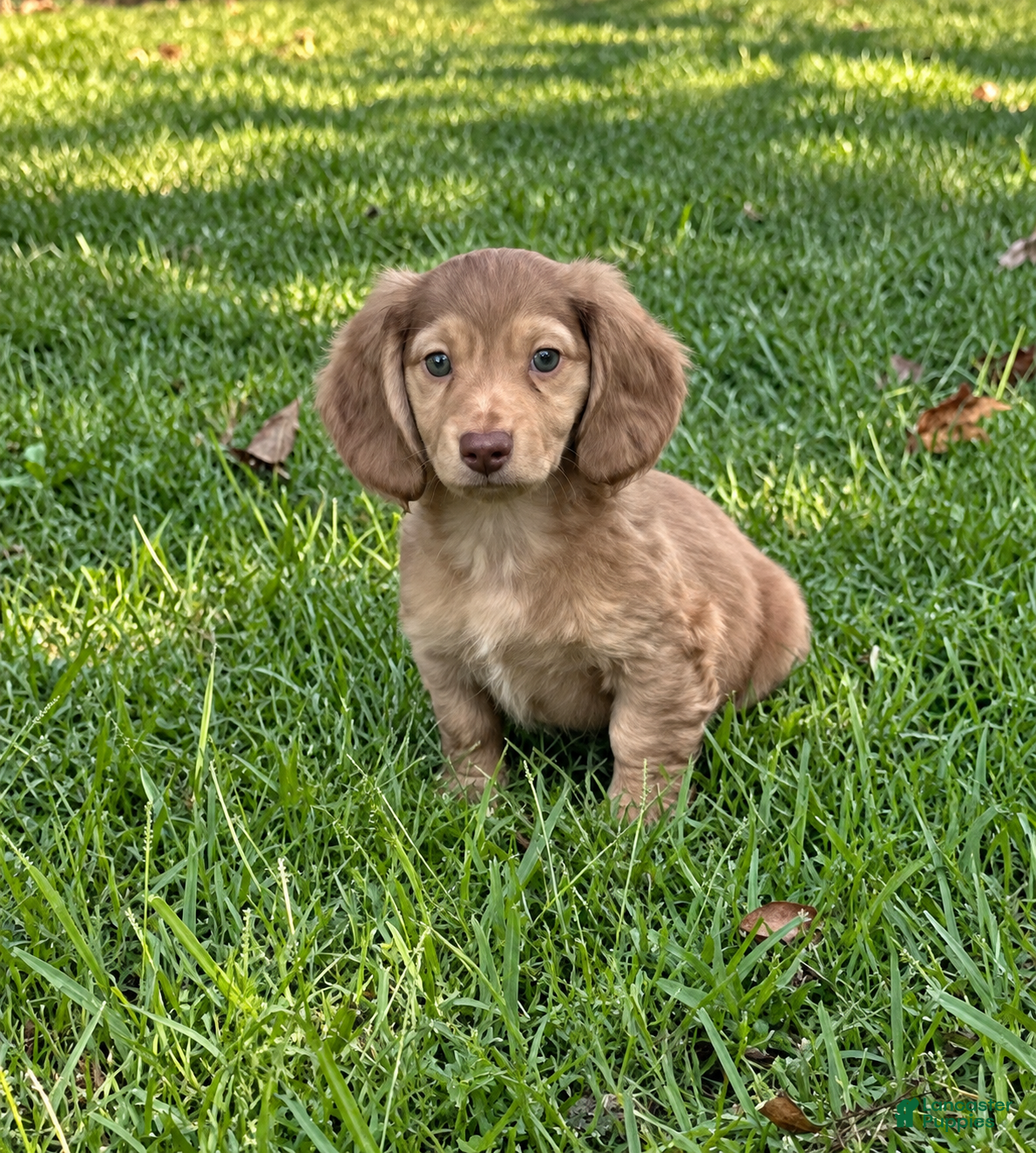 Miniature Dachshund dogs Bacon - Ad 2