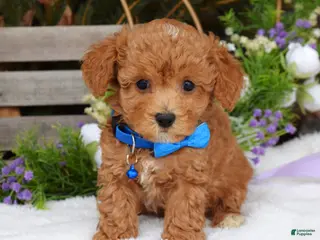 Maltipoo dogs Finn - Ad 18