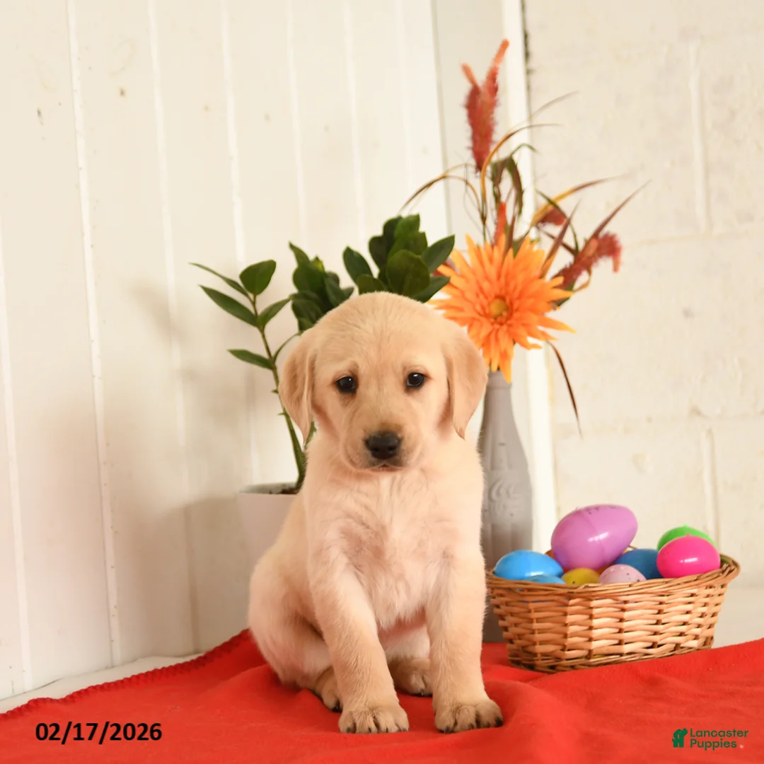 Goldador dogs for sale: Kassie - Ad 4