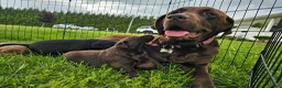 Labrador Retriever dogs for sale: Labrador Retriever 2 - Ad 9