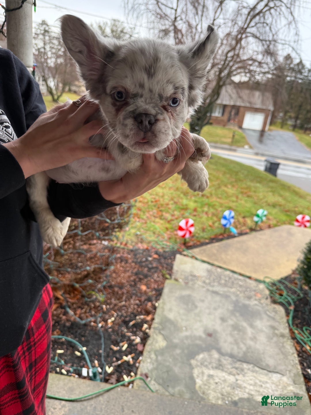 French Bulldog dogs for sale: Buddy - Ad 3