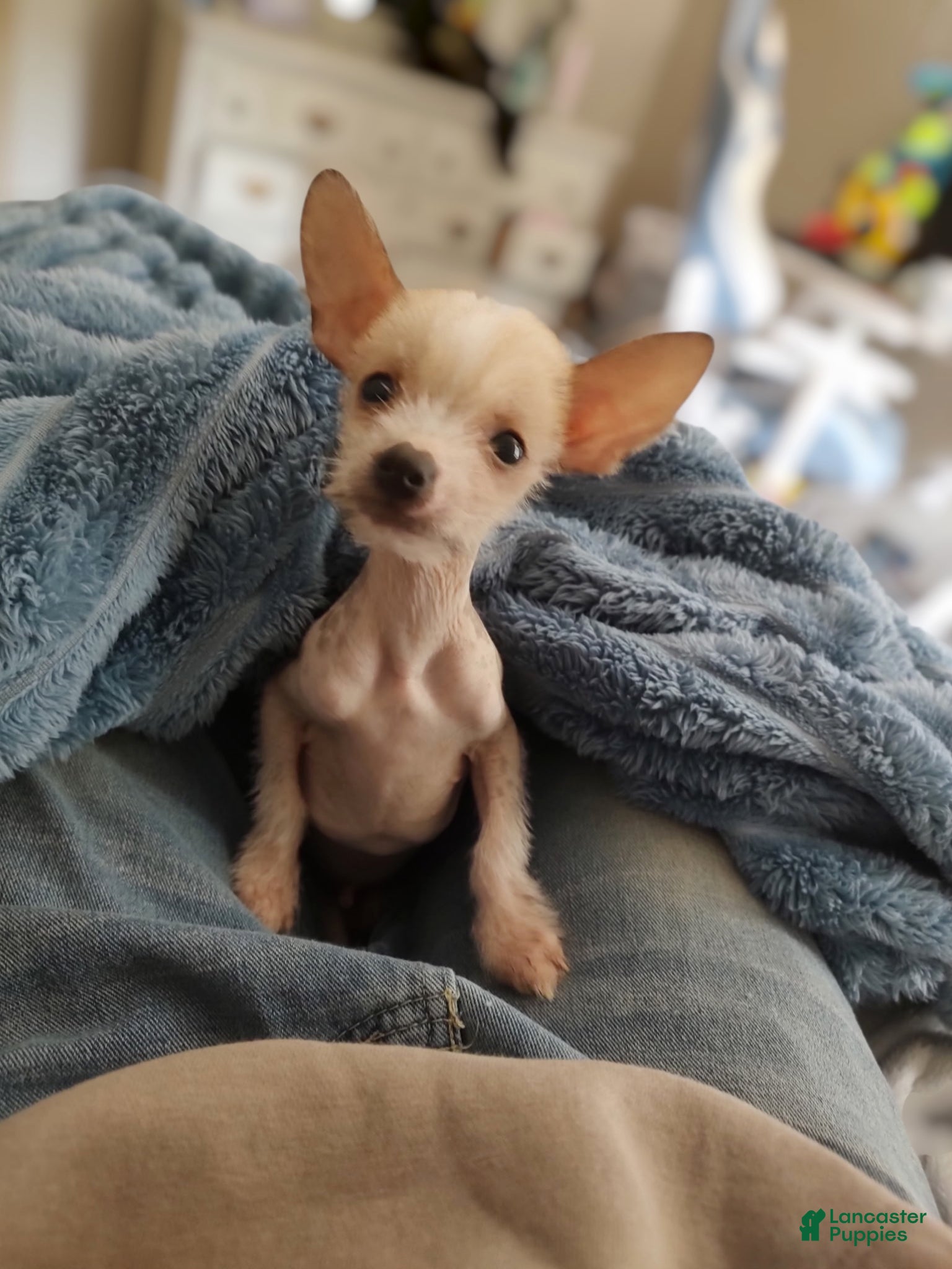 Mixed Breed dogs Musketeer - Ad 16