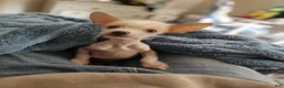 Mixed Breed dogs for sale: Musketeer - Ad 1