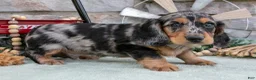 Miniature Dachshund dogs for sale: Marshall - Ad 3