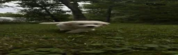 Great Pyrenees dogs for sale: Great Pyrenees pup - Ad 11