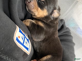 Mixed Breed dogs Zeus - Ad 30