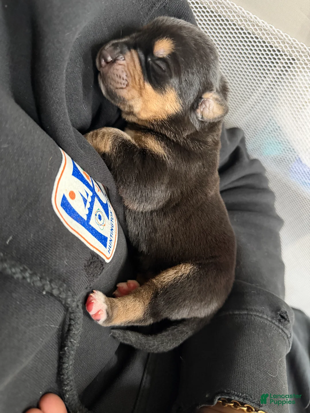 Mixed Breed dogs for sale: Zeus - Ad 3