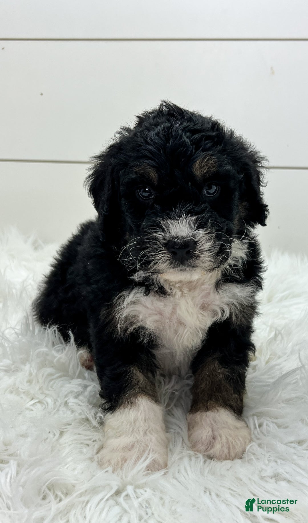 Bernedoodle dogs for sale: Storm - Ad 1