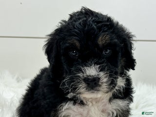 Bernedoodle dogs Storm - Ad 32