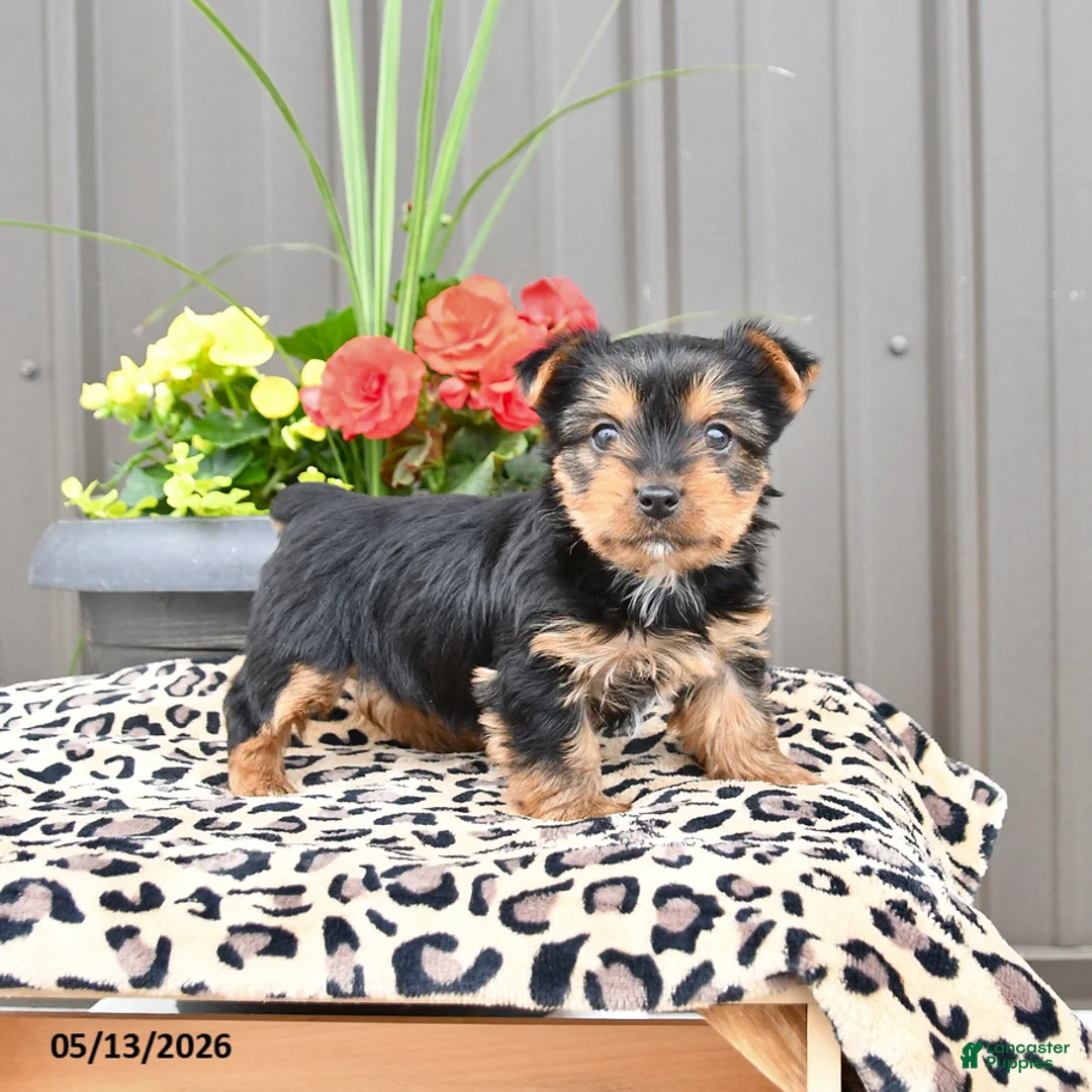 Yorkshire Terrier dogs for sale: Milo - Ad 1
