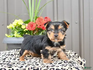Yorkshire Terrier dogs for sale: Milo - Ad 1