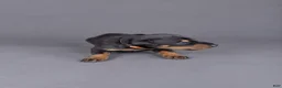 Doberman Pinscher dogs for sale: Khal - Ad 1