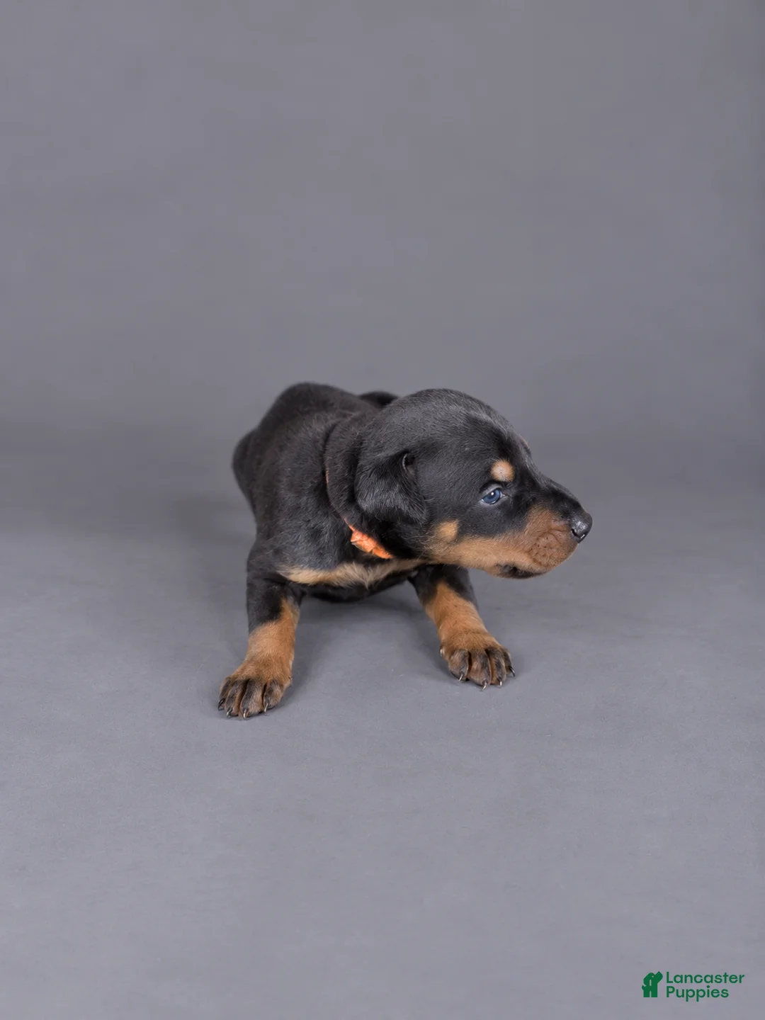 Doberman Pinscher dogs for sale: Khal - Ad 1