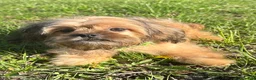 Mixed Breed dogs for sale: Rocky - Ad 1