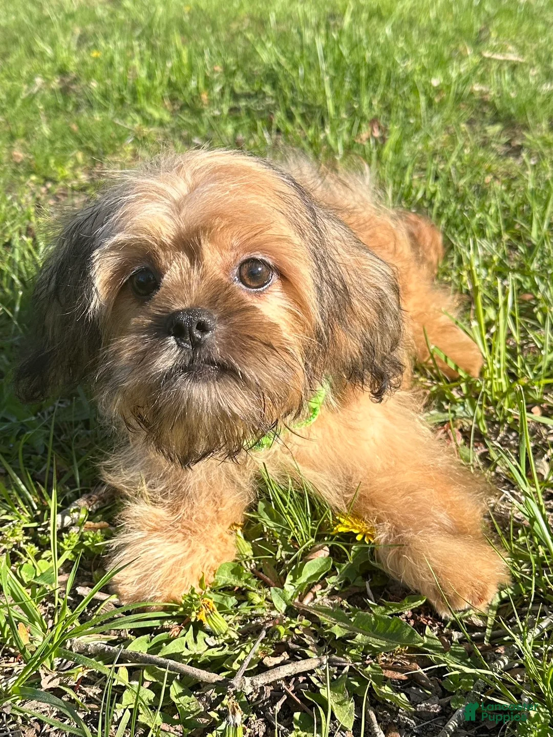 Mixed Breed dogs for sale: Rocky - Ad 1