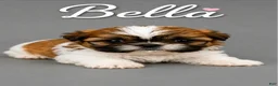 Shih Tzu dogs for sale: Bella - Ad 2
