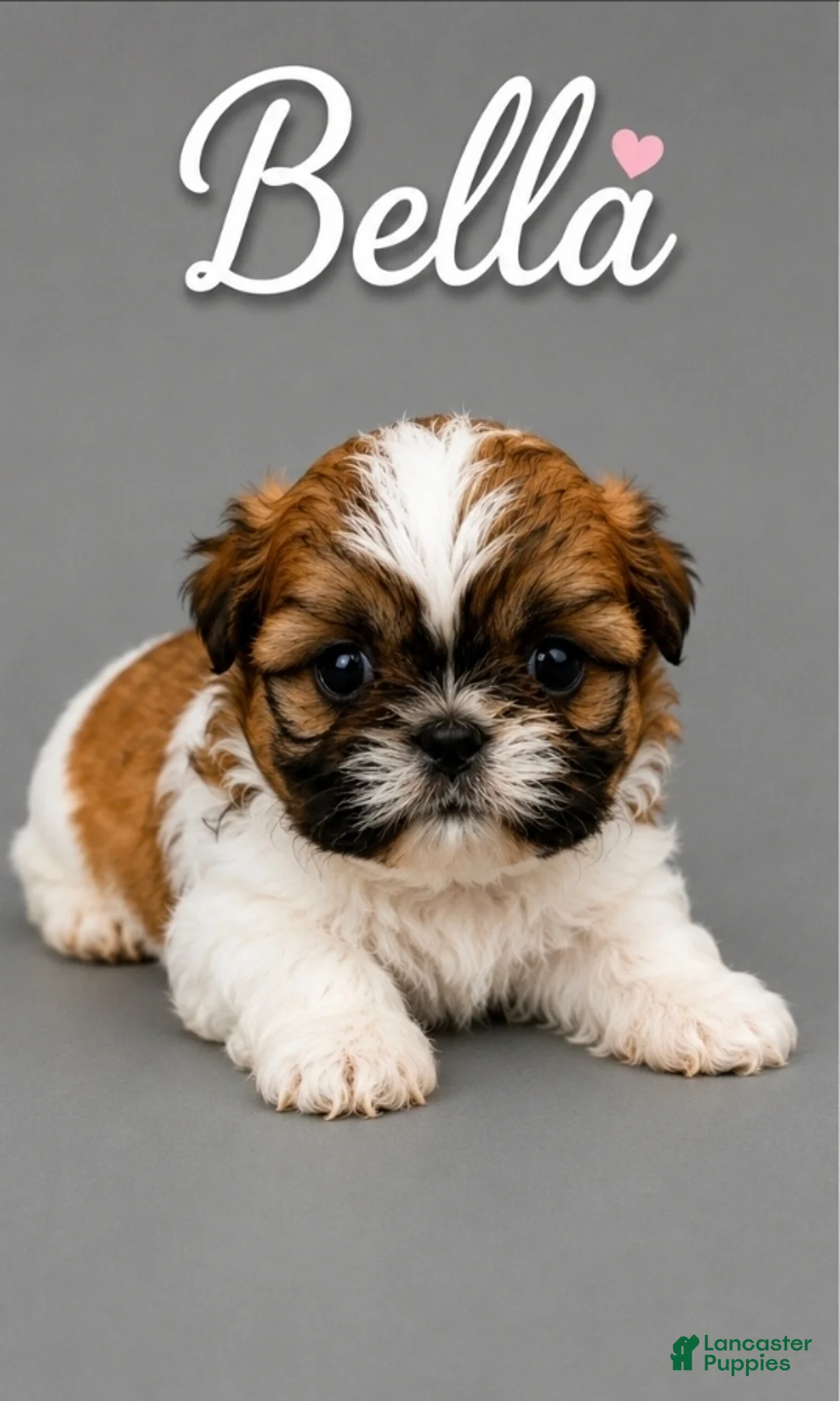 Shih Tzu dogs for sale: Bella - Ad 2