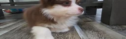Miniature Australian Shepherd dogs for sale: Coco - Ad 1