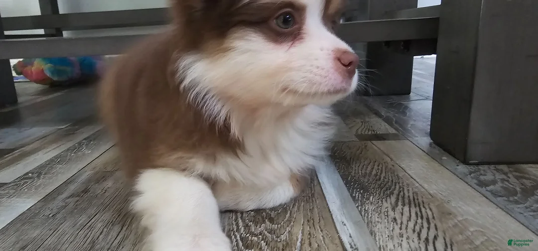 Miniature Australian Shepherd dogs for sale: Coco - Ad 1