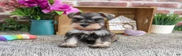 Miniature Schnauzer dogs for sale: Summer - Ad 3