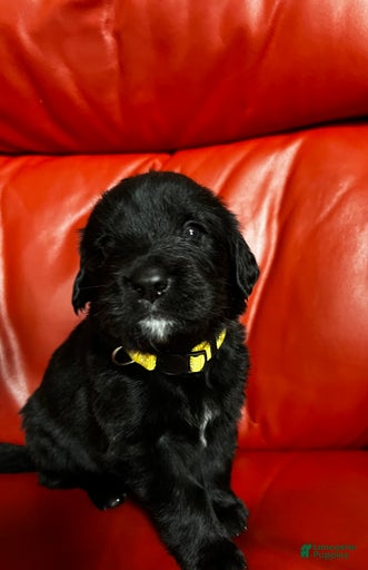 Gallery Image {{count}}