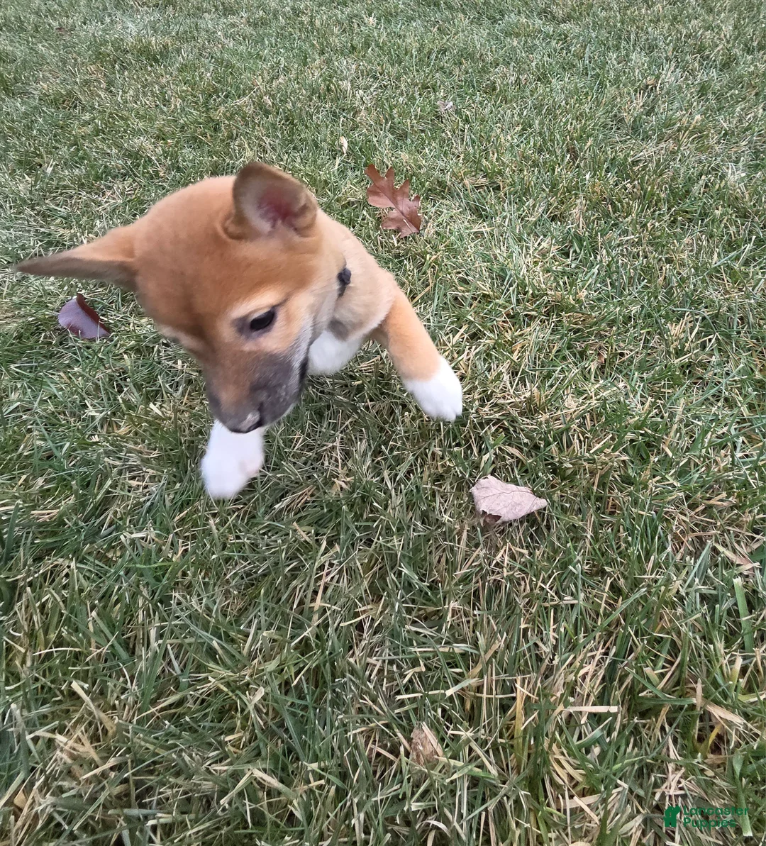 Shiba Inu dogs for sale: Leo - Ad 5