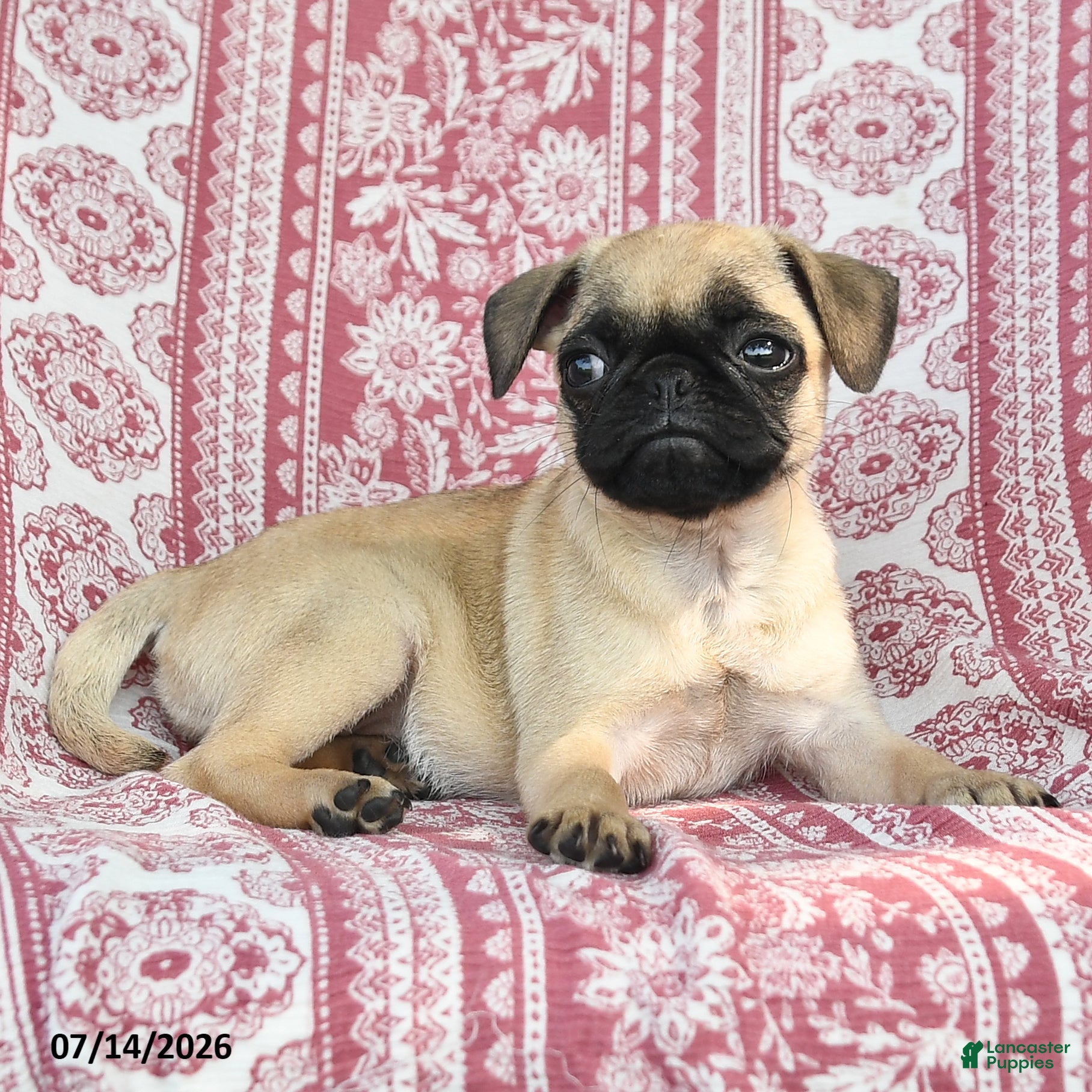 Pug dogs Meg - Ad 2