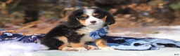 Mini Bernedoodle dogs for sale: Brody - Ad 2