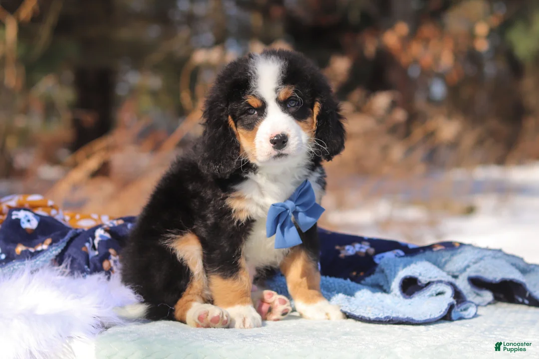 Mini Bernedoodle dogs for sale: Brody - Ad 2