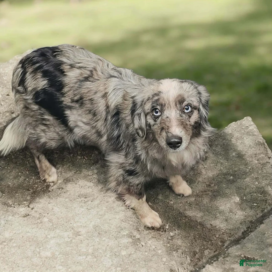 Miniature Australian Shepherd dogs for sale: Miniature Australian Shepherd Puppy 3 - Ad 4