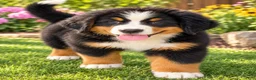 Bernese Mountain Dog dogs for sale: Blake Male ICA Bernese Mountain Dog - Ad 5