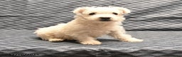 West Highland Terrier dogs for sale: Ginger - Ad 4