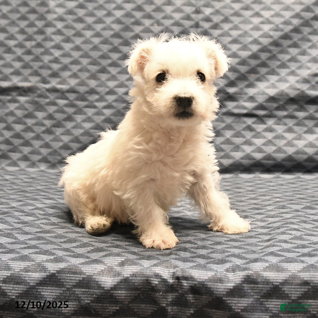 West Highland Terrier dogs for sale: Ginger - Ad 4