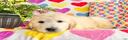 Golden Retriever dogs for sale: Roxy  - Ad 7