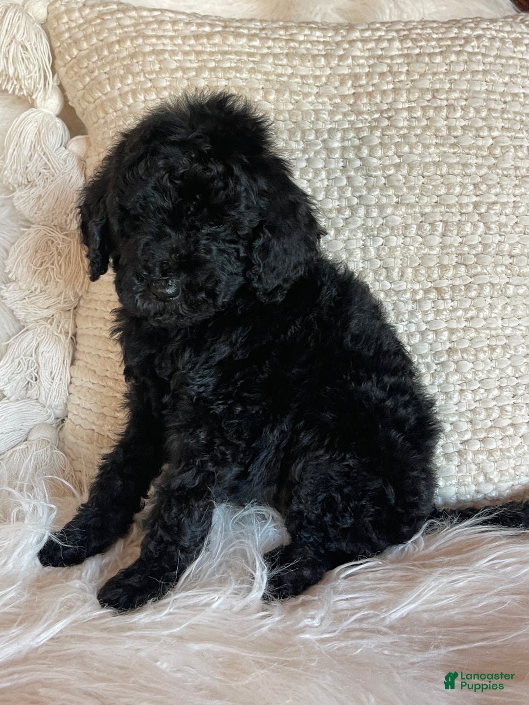 Goldendoodle dogs for sale: “Holly” CKC Goldendoodle 🐶 parents dna/health tested clear - Ad 1