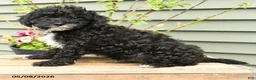 Shihpoo dogs for sale: Baxter - Ad 5