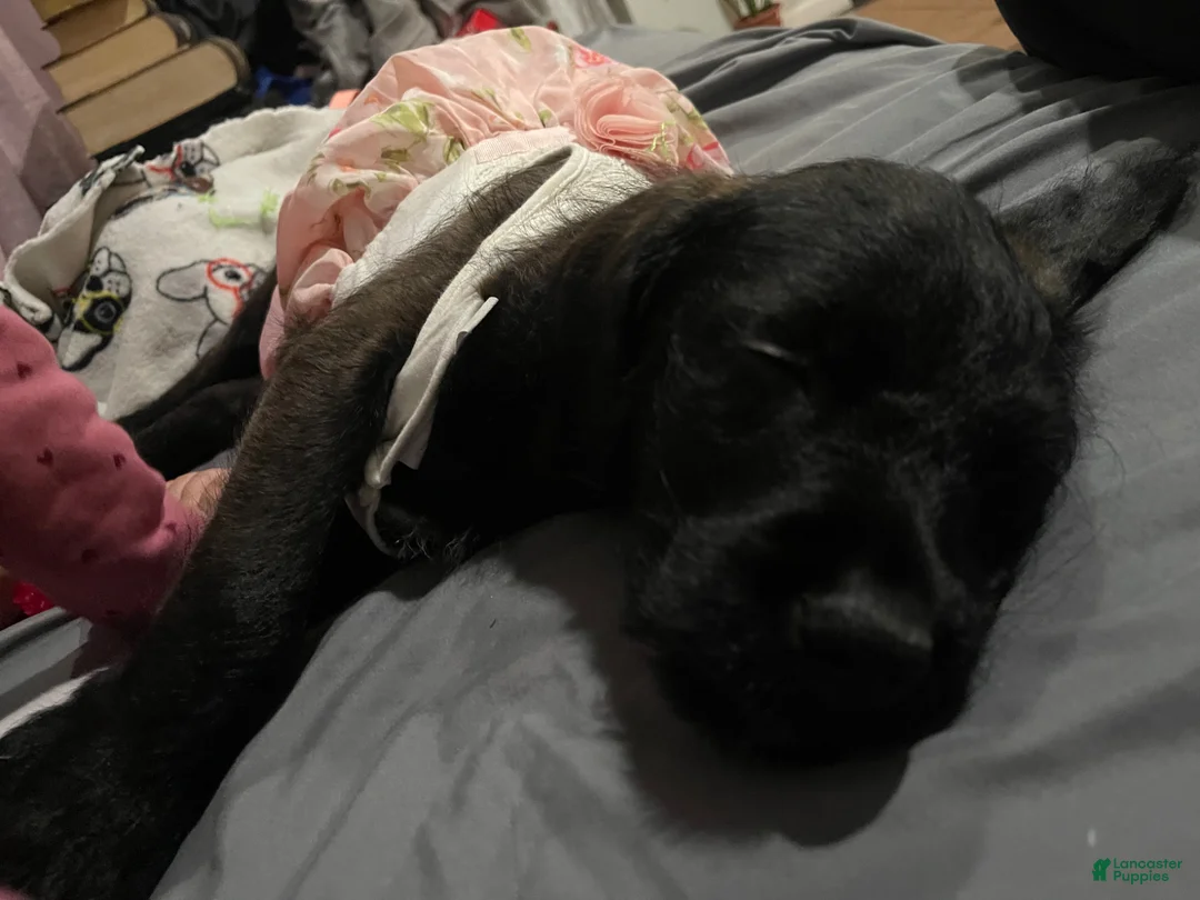 Mixed Breed dogs for sale: Kodah  - Ad 2