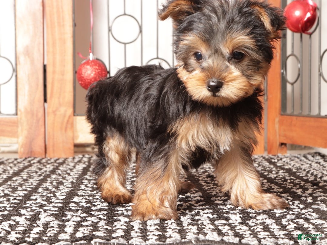 Yorkshire Terrier dogs for sale: Dasher - Ad 4