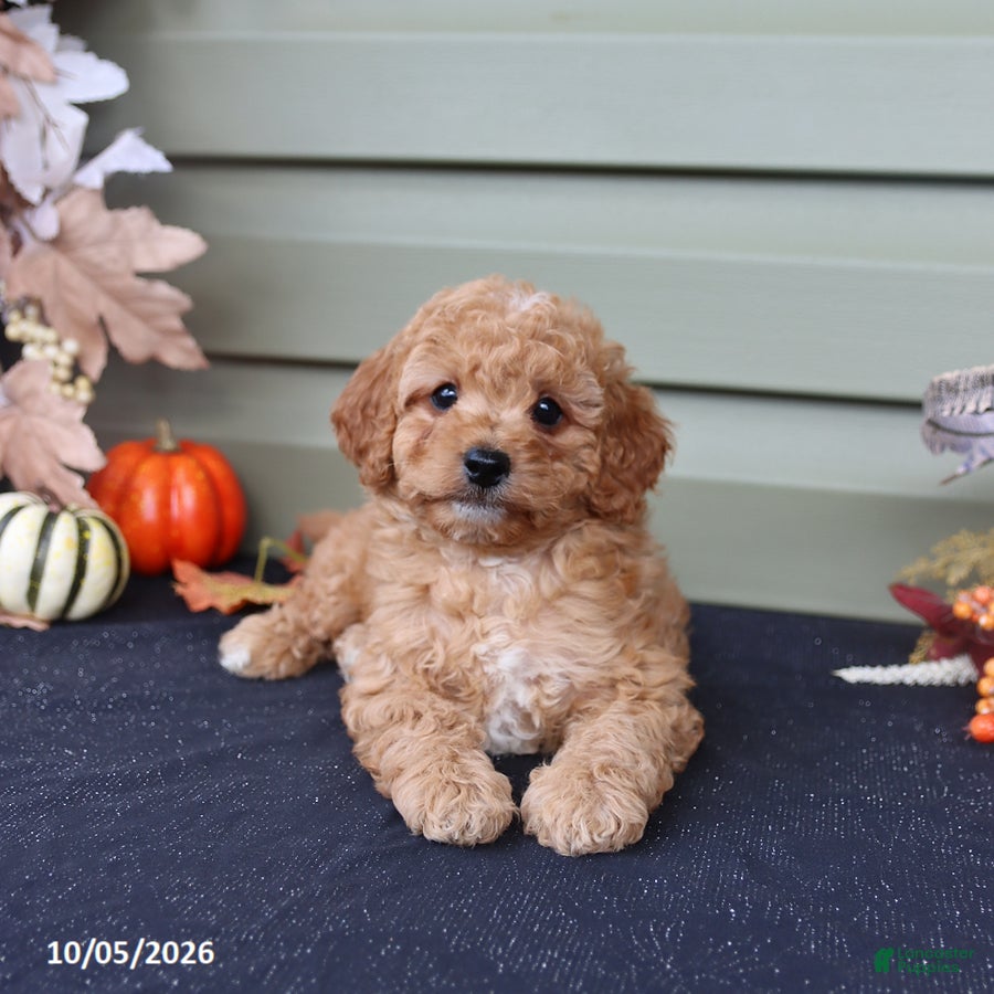 Marshall (Cavapoo, Male) in Mifflinburg, PA