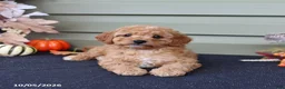 Cavapoo dogs for sale: Marshall - Ad 1