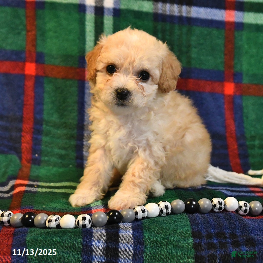 Bichpoo dogs for sale: Tulip - Ad 7