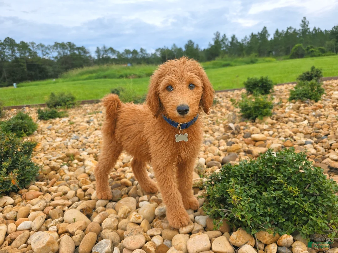 Goldendoodle dogs for sale: Teddy - Ad 2