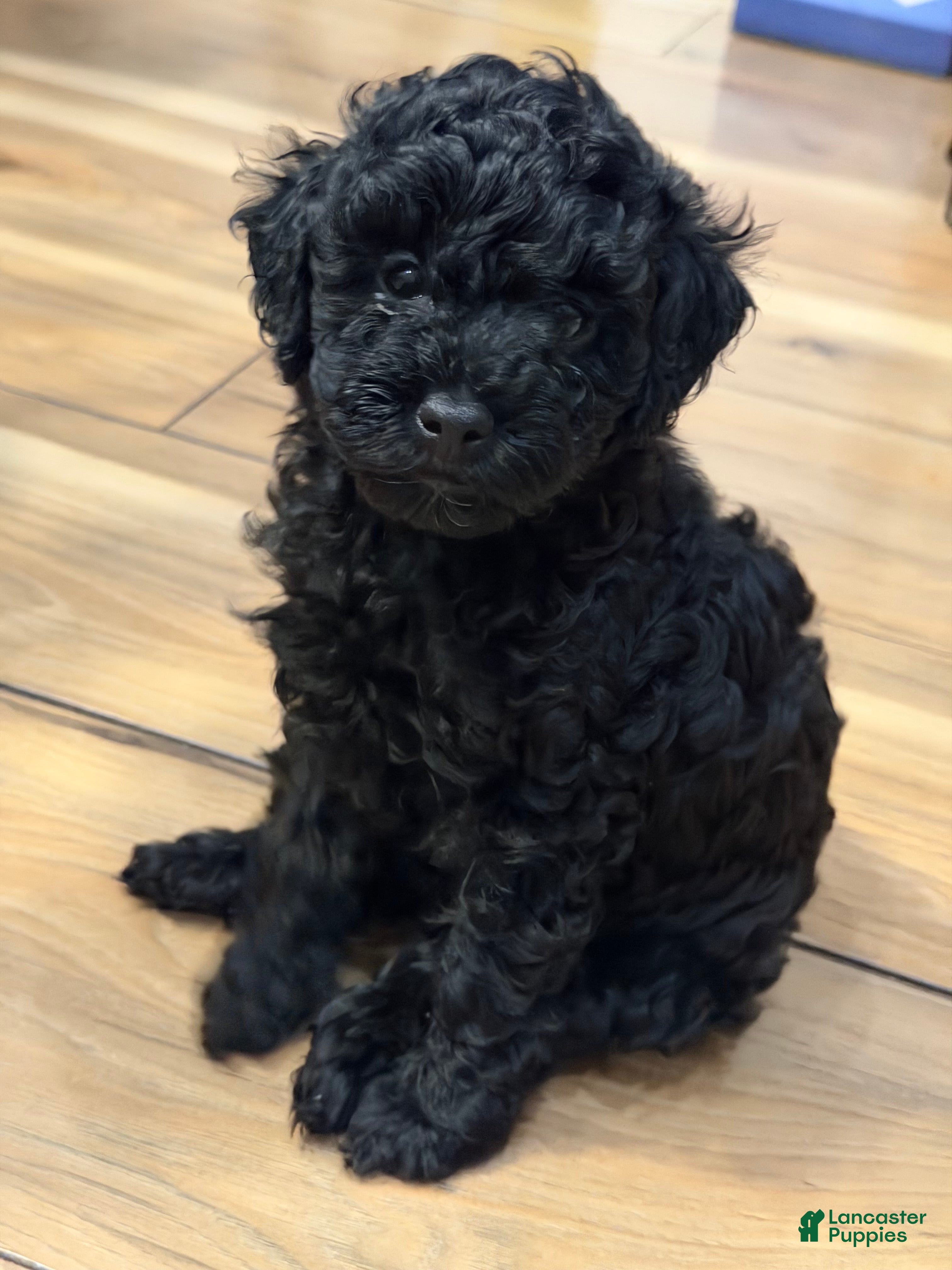 Miniature Poodle dogs for sale: Harlem - Ad 12