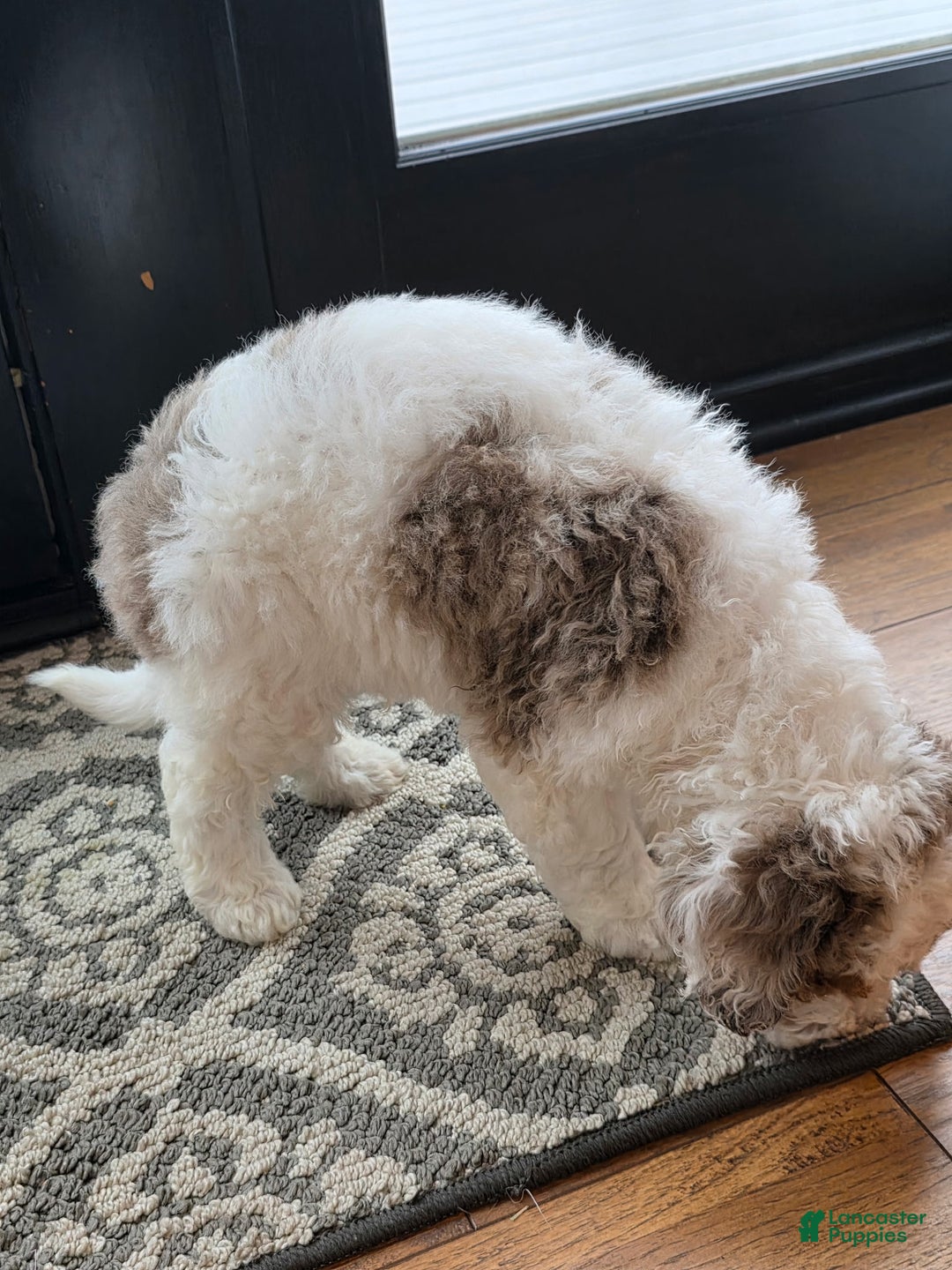 Mini Goldendoodle dogs for sale: Rocky - Ad 5