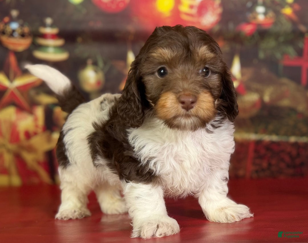 Mixed Breed dogs for sale: Toby - Ad 3