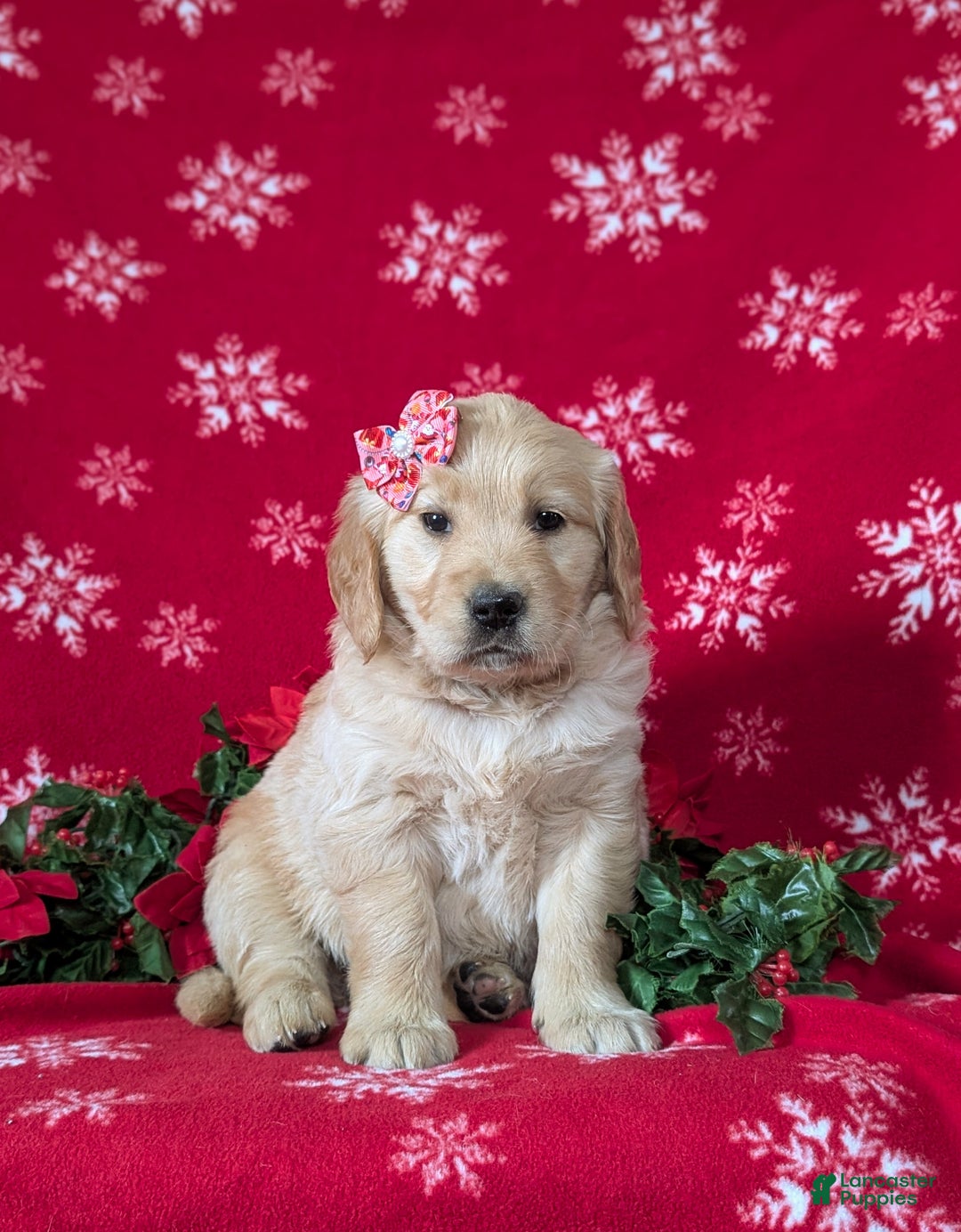 Golden Retriever dogs for sale: Cassie - Ad 3