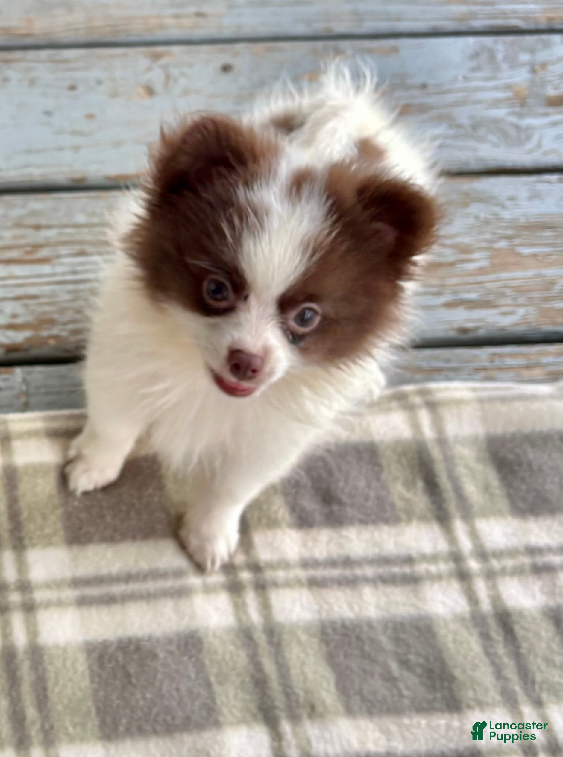 Pomeranian dogs Pomeranian 1. Bandit - Ad 1